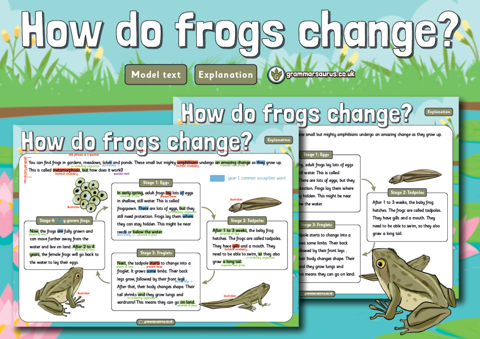 Year 1 Model Text Explanation How do frogs change? ( gbsct P1