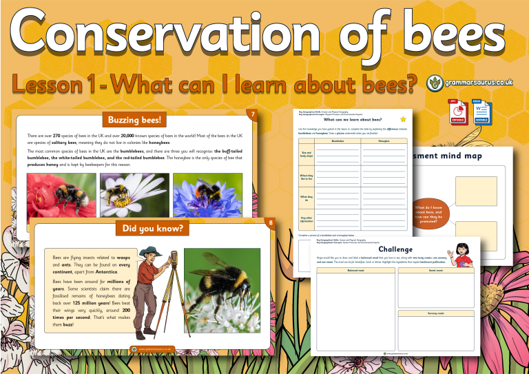 Year 3 Geography Conservation of Bees What can we learn about bees