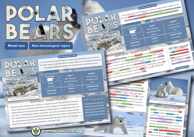 Year 6 Model Text – Non-chronological report – Polar Bears - Grammarsaurus