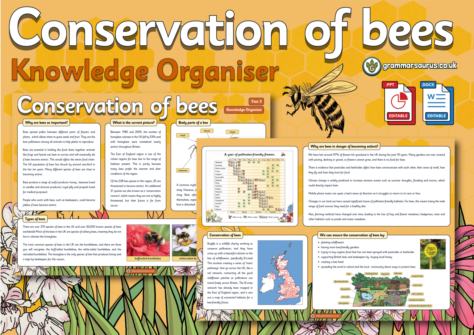 Year 3 Geography Conservation of Bees Knowledge Organiser