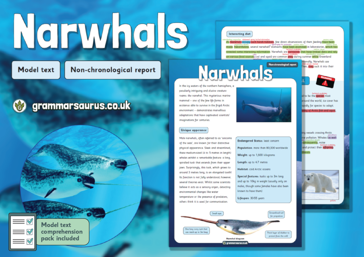 Year 5 Model Text Non Chronological Report Narwhals Grammarsaurus